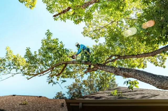 Tree Care